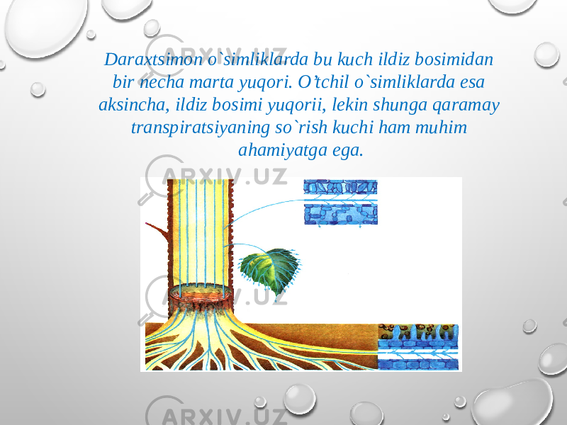 Daraxtsimon o`simliklarda bu kuch ildiz bosimidan bir necha marta yuqori. O’tchil o`simliklarda esa aksincha, ildiz bosimi yuqorii, lekin shunga qaramay transpiratsiyaning so`rish kuchi ham muhim ahamiyatga ega. 