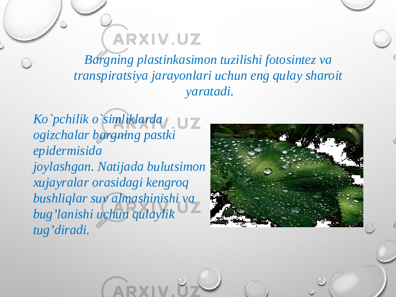 Bargning plastinkasimon tuzilishi fotosintez va trans piratsiya jarayonlari uchun eng qulay sharoit yaratadi. Ko`pchilik o`simliklarda ogizchalar bargning pastki epidermisida joylashgan. Natijada bulutsimon xujayralar orasidagi kengroq bushliqlar suv almashinishi va bug’lanishi uchun qulaylik tug’diradi. 