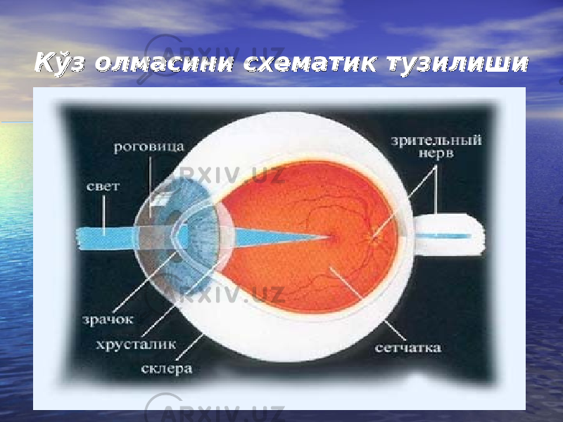 Кўз олмасини схематик тузилишиКўз олмасини схематик тузилиши 