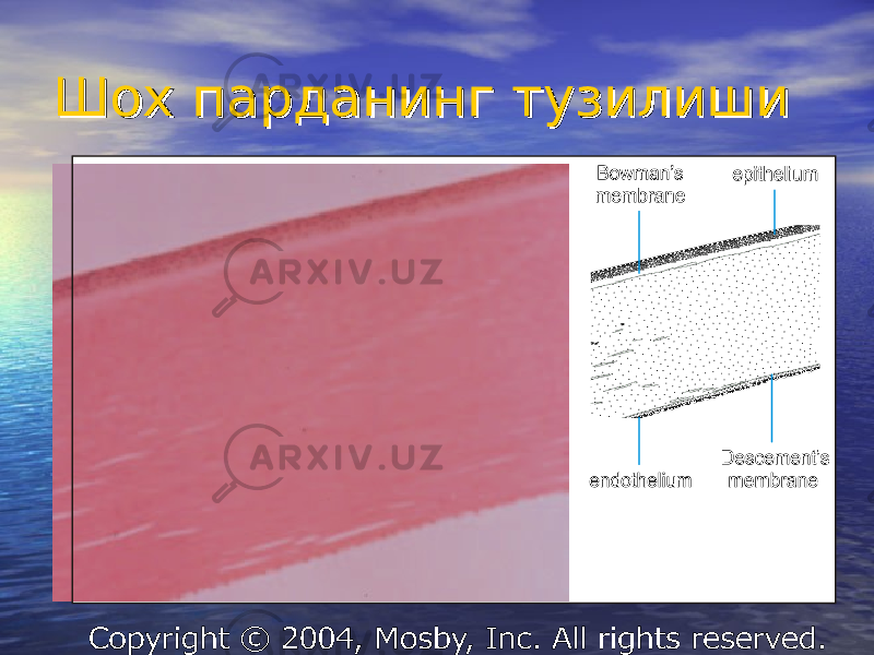 ШШ ох парданинг тузилишиох парданинг тузилиши 