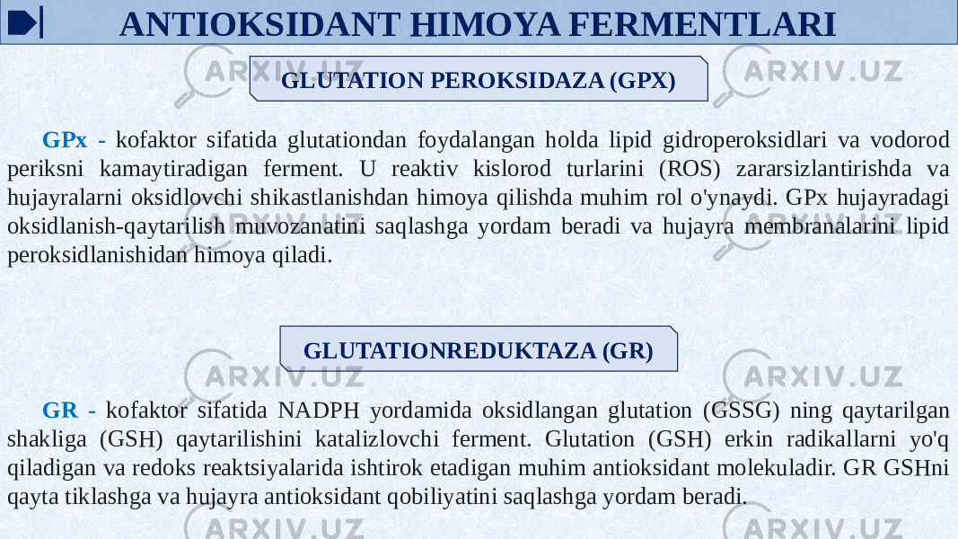 ANTIOKSIDANT HIMOYA FERMENTLARI GLUTATION PEROKSIDAZA (GPX) GPx - kofaktor sifatida glutationdan foydalangan holda lipid gidroperoksidlari va vodorod periksni kamaytiradigan ferment. U reaktiv kislorod turlarini (ROS) zararsizlantirishda va hujayralarni oksidlovchi shikastlanishdan himoya qilishda muhim rol o&#39;ynaydi. GPx hujayradagi oksidlanish-qaytarilish muvozanatini saqlashga yordam beradi va hujayra membranalarini lipid peroksidlanishidan himoya qiladi. GLUTATIONREDUKTAZA (GR) GR - kofaktor sifatida NADPH yordamida oksidlangan glutation (GSSG) ning qaytarilgan shakliga (GSH) qaytarilishini katalizlovchi ferment. Glutation (GSH) erkin radikallarni yo&#39;q qiladigan va redoks reaktsiyalarida ishtirok etadigan muhim antioksidant molekuladir. GR GSHni qayta tiklashga va hujayra antioksidant qobiliyatini saqlashga yordam beradi. 