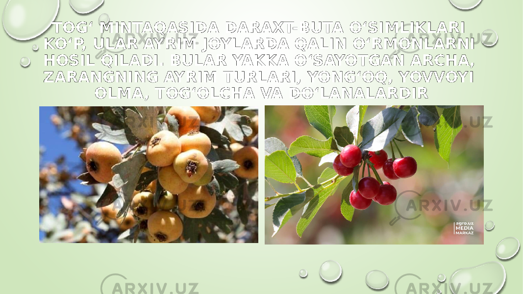 ТOG‘ MINTAQASIDA DARAXT-BUTA O‘SIMLIKLARI KO‘P, ULAR AYRIM JOYLARDA QALIN O‘RMONLARNI HOSIL QILADI. BULAR YAKKA O‘SAYOTGAN ARCHA, ZARANGNING AYRIM TURLARI, YONG‘OQ, YOVVOYI OLMA, TOG‘OLCHA VA DO‘LANALARDIR 