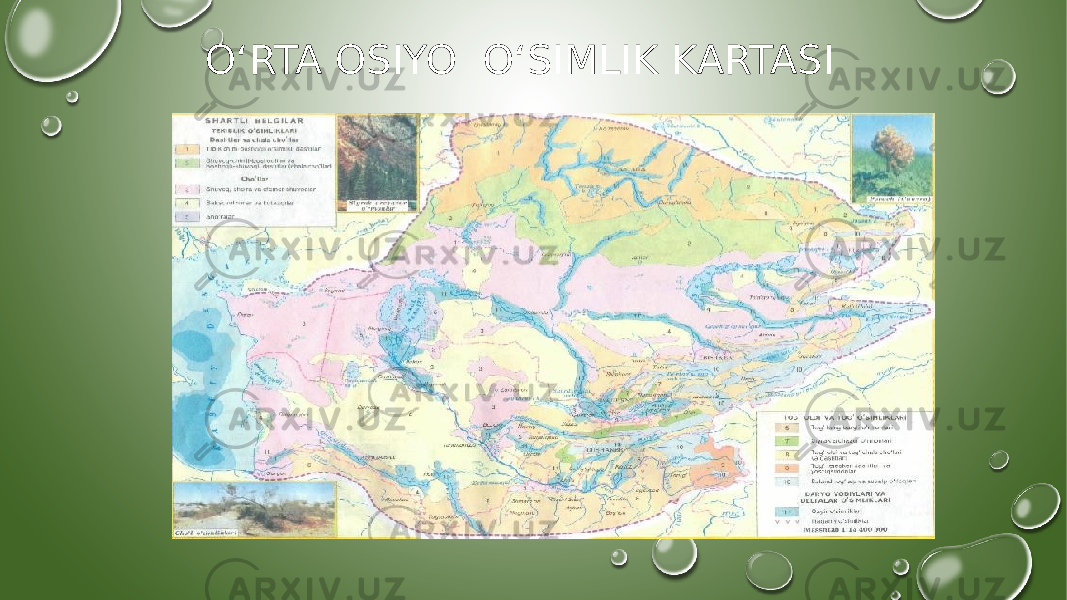 OʻRTA OSIYO OʻSIMLIK KARTASI 