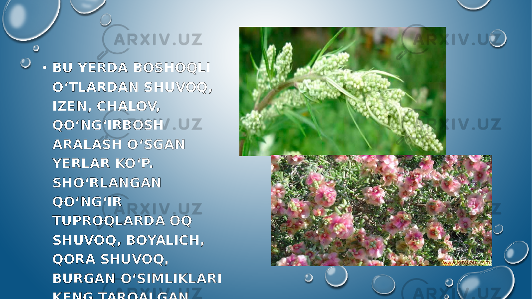 • BU YERDA BOSHOQLI O‘TLARDAN SHUVOQ, IZEN, CHALOV, QO‘NG‘IRBOSH ARALASH O‘SGAN YERLAR KO‘P. SHO‘RLANGAN QO‘NG‘IR TUPROQLARDA OQ SHUVOQ, BOYALICH, QORA SHUVOQ, BURGAN O‘SIMLIKLARI KENG TARQALGAN. 