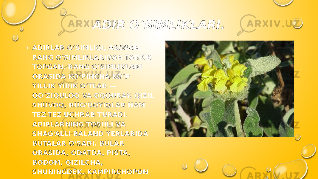 ADIR OʻSIMLIKLARI. • ADIRLAR O‘SIMLIGI, ASOSAN, RANG O‘SIMLIKLARIDAN TARKIB TOPGAN. RANG O‘SIMLIKLARI ORASIDA KO‘PINCHA KO‘P YILLIK YIRIK O‘TLAR — QO‘ZIQULOQ VA OQQURAY, QIZIL SHUVOQ, BUG‘DOYIQLAR HAM TEZ-TEZ UCHRAB TURADI. ADIRLARNING TOSHLI VA SHAG‘ALLI BALAND YERLARIDA BUTALAR O‘SADI. BULAR ORASIDA, ODATDA, PISTA, BODOM, QIZILCHA, SHUNINGDEK, KAMPIRCHOPON VA BO‘TAKO‘Z O‘SADI. 