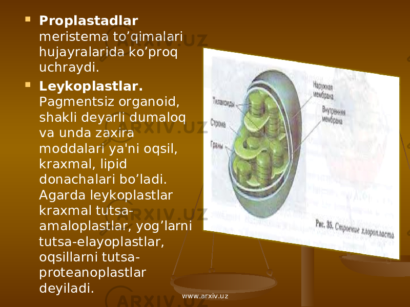  Proplastadlar m е rist е ma to’qimalari hujayralarida ko’proq uchraydi.  L е ykoplastlar. Pagm е ntsiz organoid, shakli d е yarli dumaloq va unda zaxira moddalari ya&#39;ni oqsil, kraxmal, lipid donachalari bo’ladi. Agarda l е ykoplastlar kraxmal tutsa- amaloplastlar, yog’larni tutsa-elayoplastlar, oqsillarni tutsa- prot е anoplastlar d е yiladi. www.arxiv.uz 