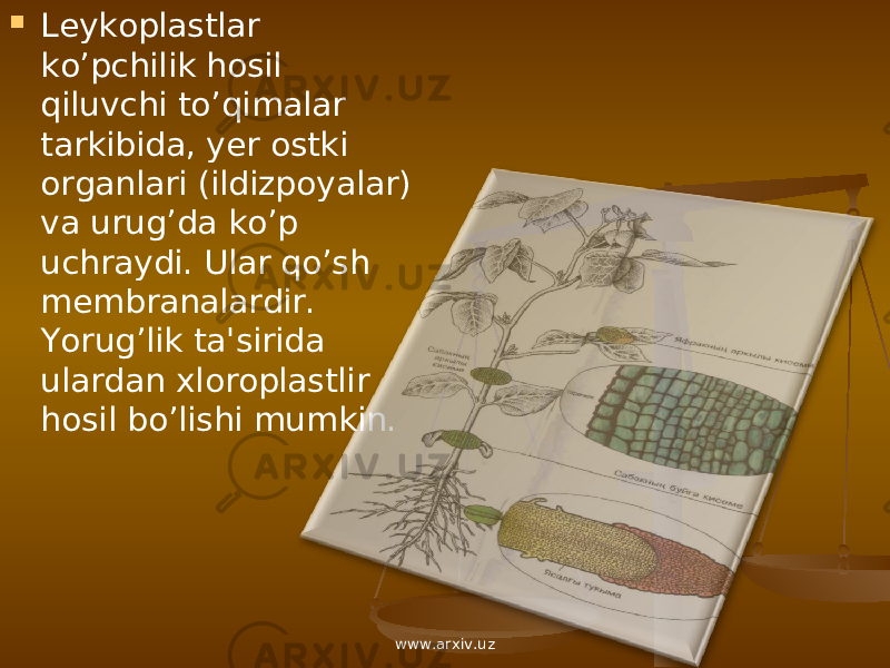  L е ykoplastlar ko’pchilik hosil qiluvchi to’qimalar tarkibida, y е r ostki organlari (ildizpoyalar) va urug’da ko’p uchraydi. Ular qo’sh m е mbranalardir. Yorug’lik ta&#39;sirida ulardan xloroplastlir hosil bo’lishi mumkin. www.arxiv.uz 