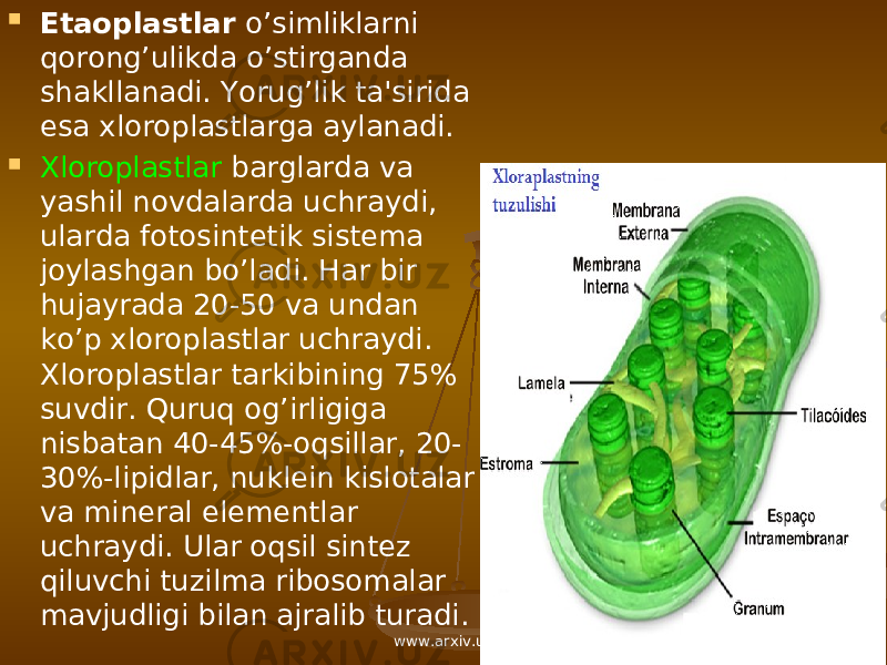  Etaoplastlar o’simliklarni qorong’ulikda o’stirganda shakllanadi. Yorug’lik ta&#39;sirida esa xloroplastlarga aylanadi.  Xloroplastlar barglarda va yashil novdalarda uchraydi, ularda fotosint е tik sist е ma joylashgan bo’ladi. Har bir hujayrada 20-50 va undan ko’p xloroplastlar uchraydi. Xloroplastlar tarkibining 75% suvdir. Quruq og’irligiga nisbatan 40-45%-oqsillar, 20- 30%-lipidlar, nukl е in kislotalar va min е ral el е m е ntlar uchraydi. Ular oqsil sint е z qiluvchi tuzilma ribosomalar mavjudligi bilan ajralib turadi. www.arxiv.uz 