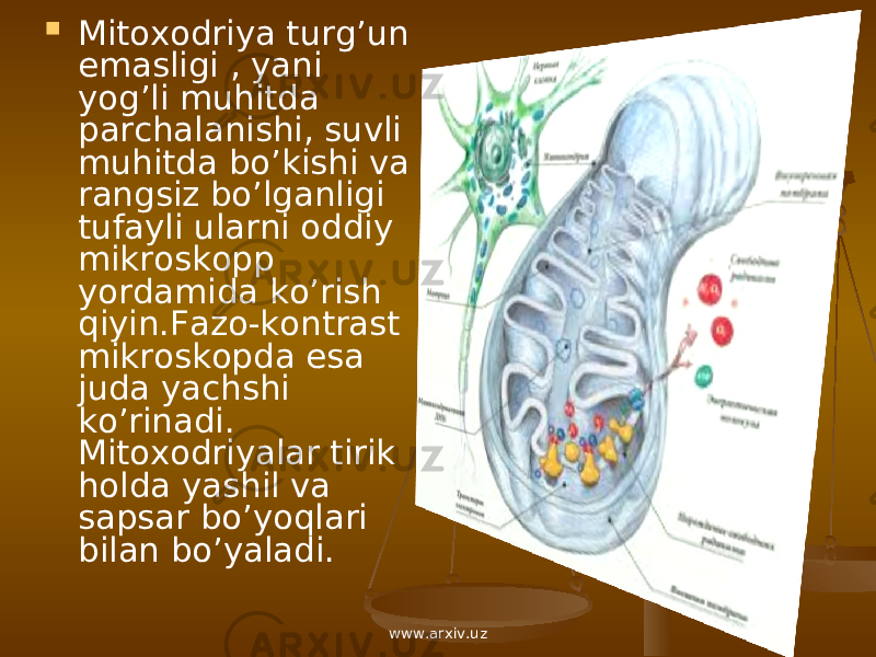  Mitoxodriya turg’un emasligi , yani yog’li muhitda parchalanishi, suvli muhitda bo’kishi va rangsiz bo’lganligi tufayli ularni oddiy mikroskopp yordamida ko’rish qiyin.Fazo-kontrast mikroskopda esa juda yachshi ko’rinadi. Mitoxodriyalar tirik holda yashil va sapsar bo’yoqlari bilan bo’yaladi. www.arxiv.uz 