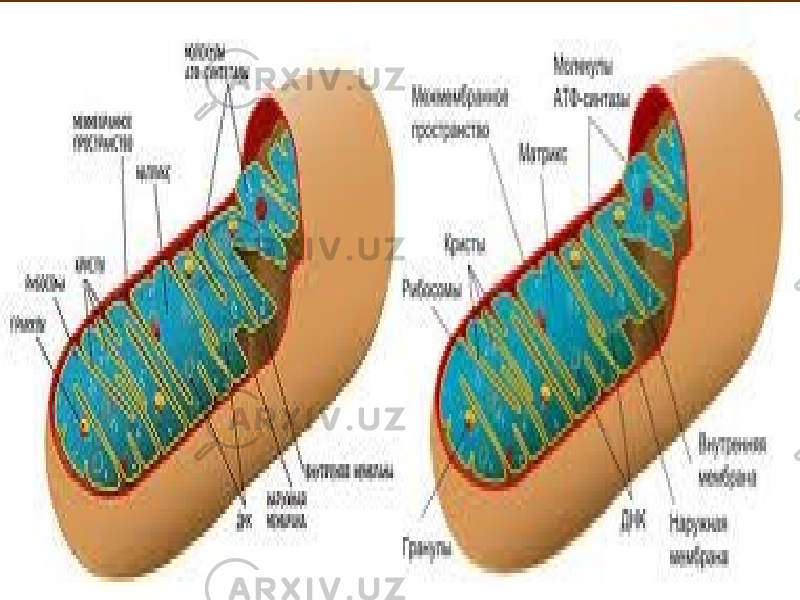 www.arxiv.uz 