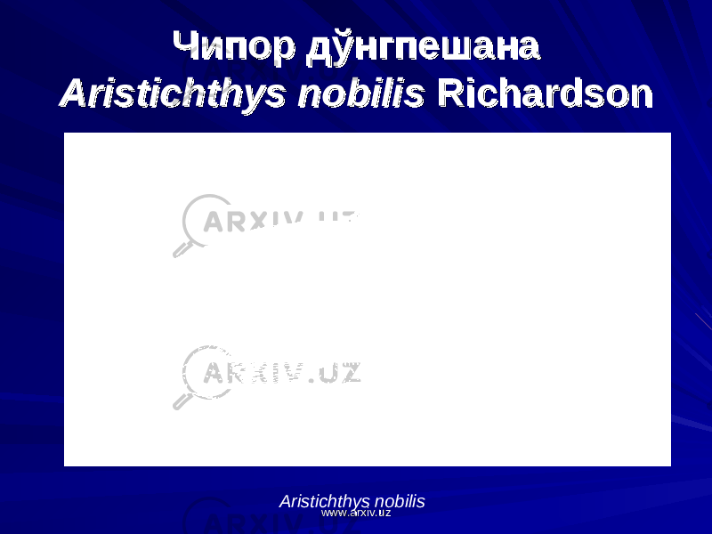 Чипор дўнгпешанаЧипор дўнгпешана Aristichthys nobilis Aristichthys nobilis RichardsonRichardson Aristichthys nobilis www.arxiv.uzwww.arxiv.uz 