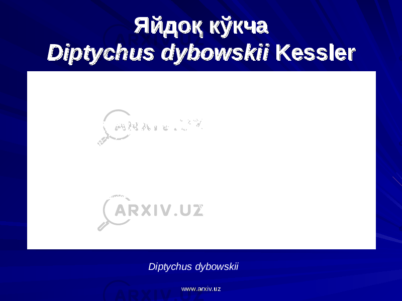 Яйдоқ кўкчаЯйдоқ кўкча Diptychus dybowskiiDiptychus dybowskii Kessler Kessler Diptychus dybowskii www.arxiv.uzwww.arxiv.uz 