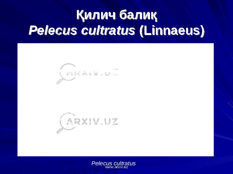 Қилич балиқҚилич балиқ Pelecus cultratusPelecus cultratus (Linnaeus) (Linnaeus) Pelecus cultratus www.arxiv.uzwww.arxiv.uz 