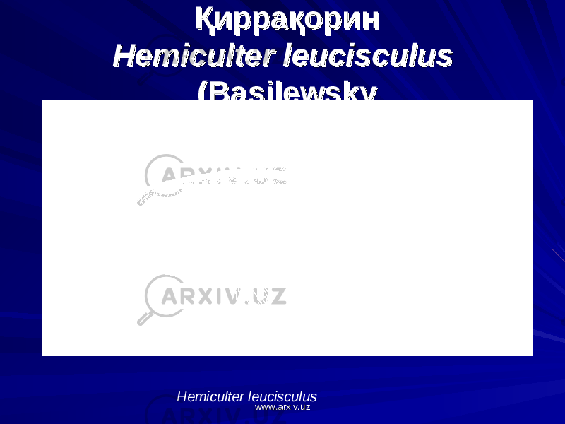 ҚиррақоринҚиррақорин Hemiculter leucisculusHemiculter leucisculus (Basilewsky(Basilewsky Hemiculter leucisculus www.arxiv.uzwww.arxiv.uz 