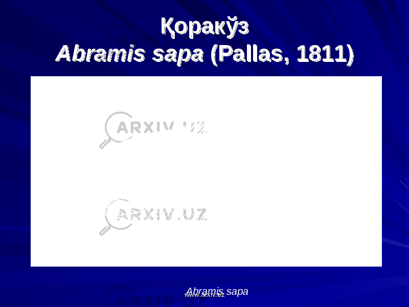 ҚоракўзҚоракўз Abramis sapa Abramis sapa (Pallas, 1811)(Pallas, 1811) Abramis sapa www.arxiv.uzwww.arxiv.uz 