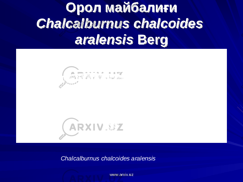 Орол майбалиғиОрол майбалиғи Chalcalburnus chalcoides Chalcalburnus chalcoides aralensisaralensis Berg Berg Chalcalburnus chalcoides aralensis www.arxiv.uzwww.arxiv.uz 