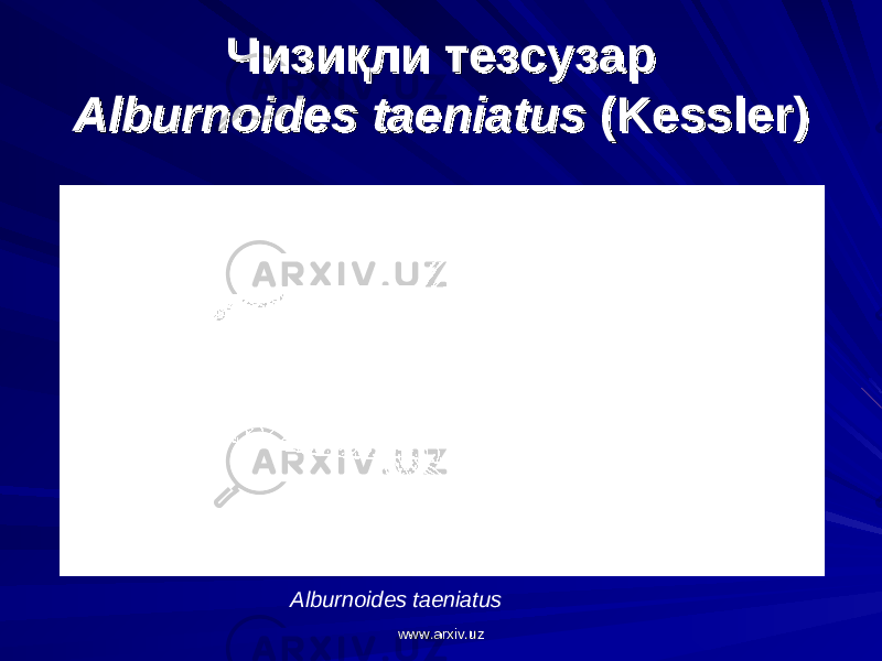 Чизиқли тезсузарЧизиқли тезсузар Alburnoides taeniatusAlburnoides taeniatus (Kessler) (Kessler) Alburnoides taeniatus www.arxiv.uzwww.arxiv.uz 