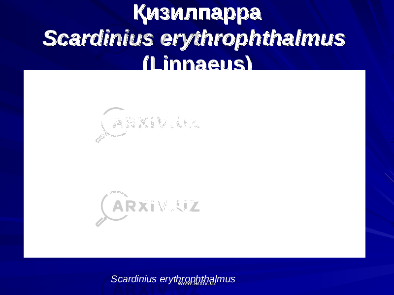 ҚизилпарраҚизилпарра Scardinius erythrophthalmusScardinius erythrophthalmus (Linnaeus)(Linnaeus) Scardinius erythrophthalmus www.arxiv.uzwww.arxiv.uz 