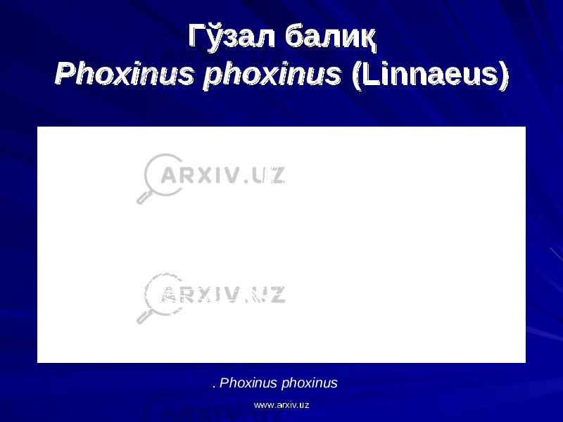 Гўзал балиқГўзал балиқ Phoxinus phoxinusPhoxinus phoxinus (Linnaeus) (Linnaeus) . Phoxinus phoxinus www.arxiv.uzwww.arxiv.uz 