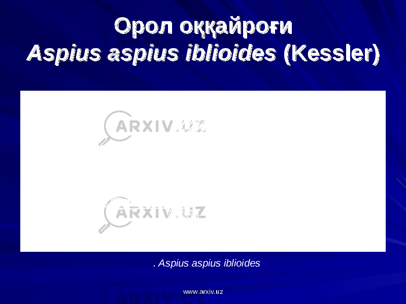 ОролОрол оққайроғиоққайроғи Aspius aspius iblioidesAspius aspius iblioides (Kessler) (Kessler) . Aspius aspius iblioides www.arxiv.uzwww.arxiv.uz 
