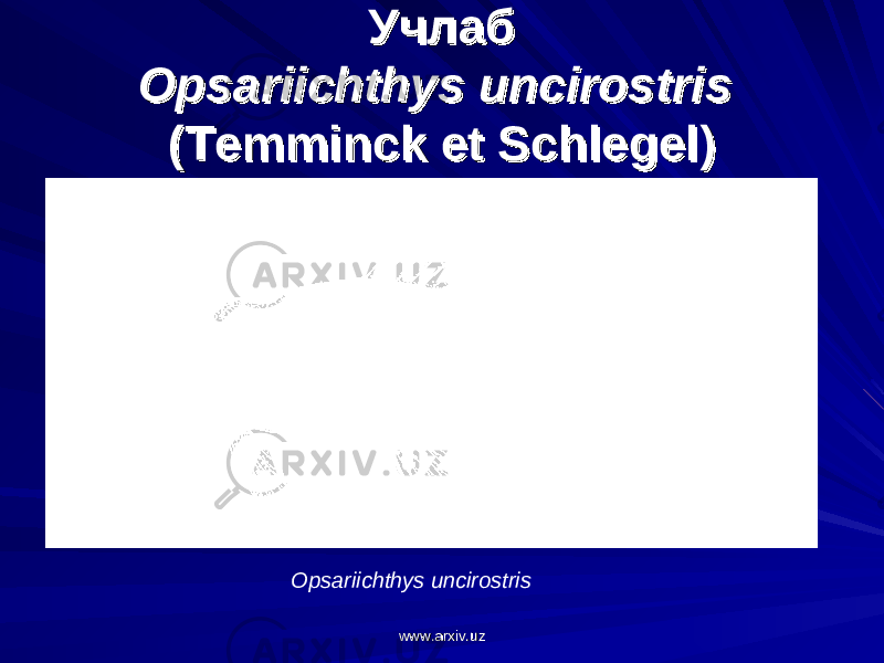 УчлабУчлаб Opsariichthys uncirostrisOpsariichthys uncirostris (Temminck et Schlegel)(Temminck et Schlegel) Opsariichthys uncirostris www.arxiv.uzwww.arxiv.uz 