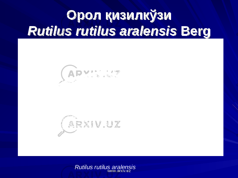 Орол қизилкўзиОрол қизилкўзи Rutilus rutilus aralensisRutilus rutilus aralensis Berg Berg Rutilus rutilus aralensis www.arxiv.uzwww.arxiv.uz 