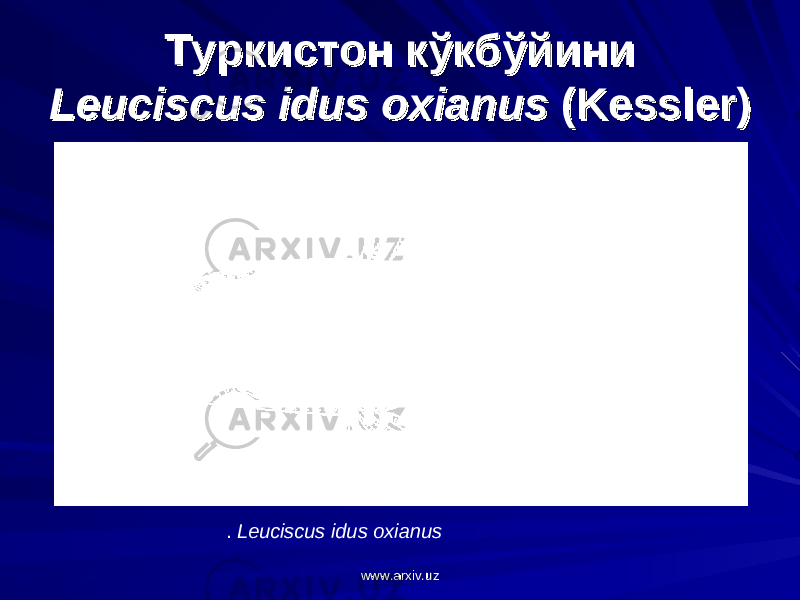 Туркистон кўкбўйиниТуркистон кўкбўйини Leuciscus idus oxianusLeuciscus idus oxianus (Kessler) (Kessler) . Leuciscus idus oxianus www.arxiv.uzwww.arxiv.uz 