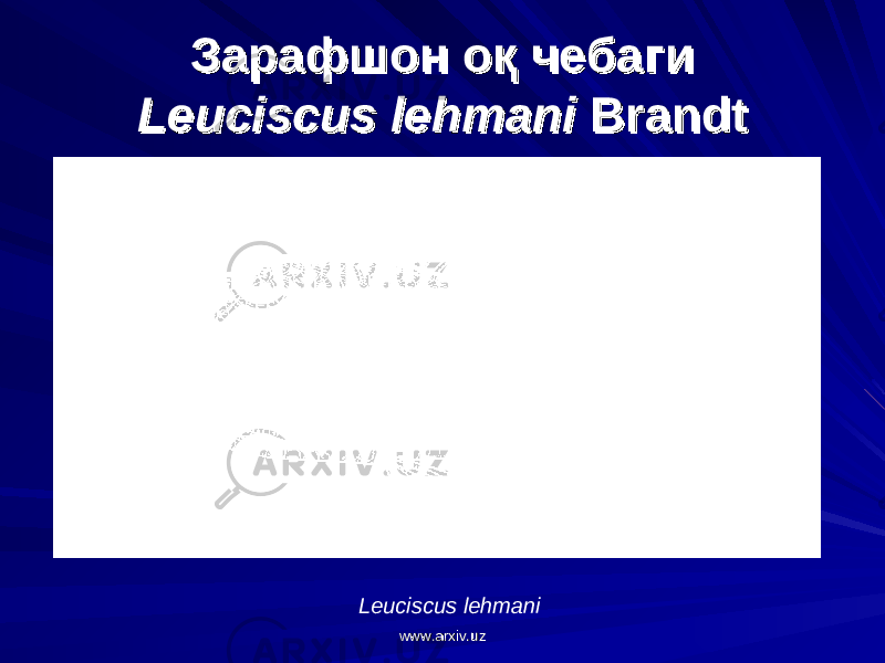 Зарафшон оқ чебагиЗарафшон оқ чебаги Leuciscus lehmaniLeuciscus lehmani Brandt Brandt Leuciscus lehmani www.arxiv.uzwww.arxiv.uz 