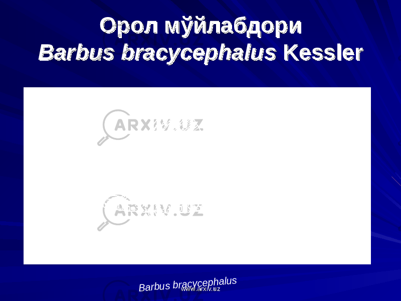 Орол мўйлабдориОрол мўйлабдори Barbus bracycephalusBarbus bracycephalus Kessler KesslerB a rbus bra cyce phalus www.arxiv.uzwww.arxiv.uz 