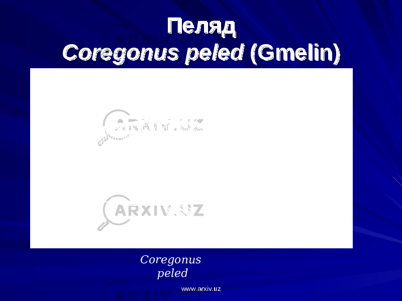 ПелядПеляд Coregonus peledCoregonus peled (Gmelin) (Gmelin) Coregonus peled www.arxiv.uzwww.arxiv.uz 