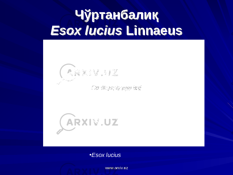 ЧўртанЧўртан балиқбалиқ Esox luciusEsox lucius Linnaeus Linnaeus Esox luciusEsox lucius • Esox luciusCoregonus peled www.arxiv.uzwww.arxiv.uz 