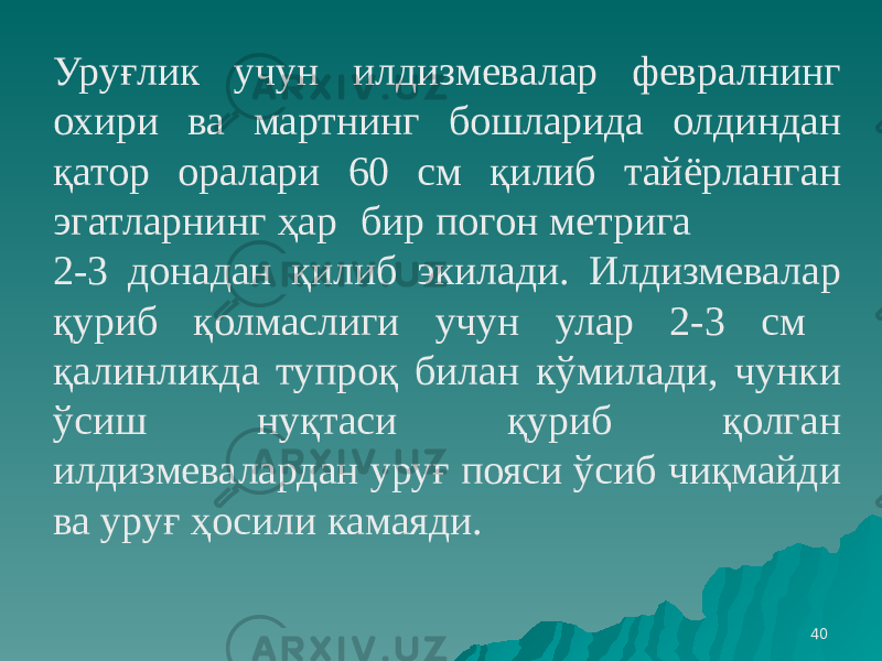 40Уруғлик учун илдизмевалар февралнинг охири ва мартнинг бошларида олдиндан қатор оралари 60 см қилиб тайёрланган эгатларнинг ҳар бир погон метрига 2-3 донадан қилиб экилади. Илдизмевалар қуриб қолмаслиги учун улар 2-3 см қалинликда тупроқ билан кўмилади, чунки ўсиш нуқтаси қуриб қолган илдизмевалардан уруғ пояси ўсиб чиқмайди ва уруғ ҳосили камаяди. 