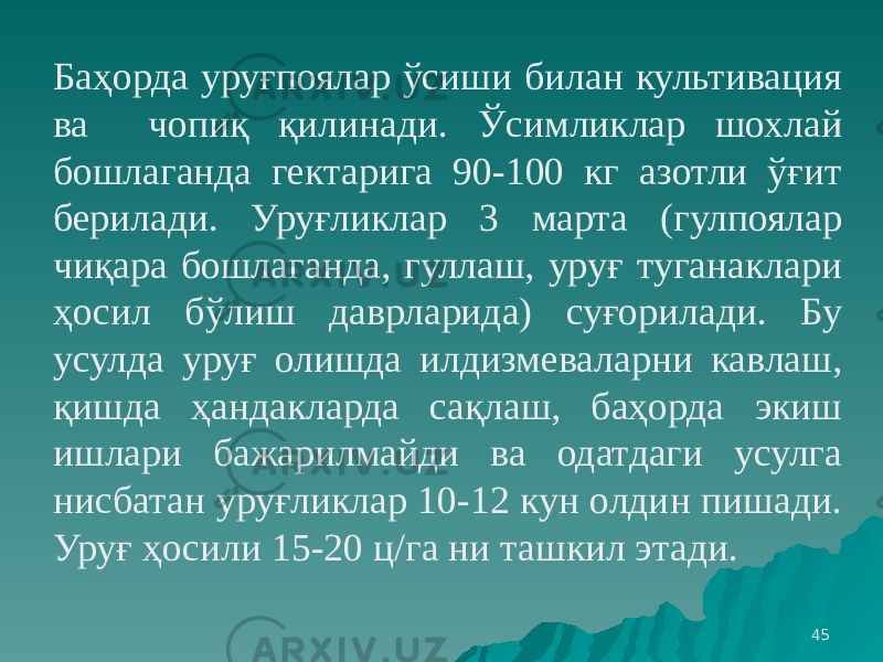 45Баҳорда уруғпоялар ўсиши билан культивация ва чопиқ қилинади. Ўсимликлар шохлай бошлаганда гектарига 90-100 кг азотли ўғит берилади. Уруғликлар 3 марта (гулпоялар чиқара бошлаганда, гуллаш, уруғ туганаклари ҳосил бўлиш даврларида) суғорилади. Бу усулда уруғ олишда илдизмеваларни кавлаш, қишда ҳандакларда сақлаш, баҳорда экиш ишлари бажарилмайди ва одатдаги усулга нисбатан уруғликлар 10-12 кун олдин пишади. Уруғ ҳосили 15-20 ц/га ни ташкил этади. 