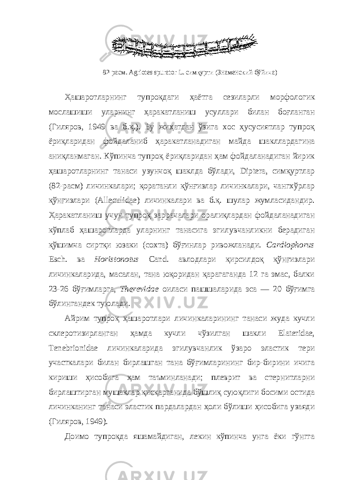 82-расм. Agriotes spurator L. симқурти (Знаменский бўйича) Ҳашаротларнинг тупроқдаги ҳаётга сезиларли морфологик мослашиши уларнинг ҳаракатланиш усуллари билан боғланган (Гиляров, 1949 ва б.қ.). Бу жиҳатдан ўзига хос ҳусусиятлар тупроқ ёриқларидан фойдаланиб ҳаракатланадиган майда шакллардагина аниқланмаган. Кўпинча тупроқ ёриқларидан ҳам фойдаланадиган йирик ҳашаротларнинг танаси узунчоқ шаклда бўлади, Diptera, симқуртлар (82-расм) личинкалари; қоратанли қўнғизлар личинкалари, чангхўрлар қўнғизлари (Alleculidae) личинкалари ва б.қ. шулар жумласидандир. Ҳаракатланиш учун тупроқ заррачалари оралиқлардан фойдаланадиган кўплаб ҳашаротларда уларнинг танасига эгилувчанликни берадиган қўшимча сиртқи юзаки (сохта) бўғинлар ривожланади. Cardiophorus Esch. ва Horistonotus Cand. авлодлари қирсилдоқ қўнғизлари личинкаларида, масалан, тана юқоридан қарагаганда 12 га эмас, балки 23-26 бўғимларга, Therevidae оиласи пашшаларида эса — 20 бўғимга бўлингандек туюлади. Айрим тупроқ ҳашаротлари личинкаларининг танаси жуда кучли склеротизирланган ҳамда кучли чўзилган шакли Elateridae, Tenebrionidae личинкаларида эгилувчанлик ўзаро эластик тери участкалари билан бирлашган тана бўғимларининг бир-бирини ичига кириши ҳисобига ҳам таъминланади; плеврит ва стернитларни бирлаштирган мушаклар қисқарганида бўшлиқ суюқлиги босими остида личинканинг танаси эластик пардалардан ҳоли бўлиши ҳисобига узаяди (Гиляров, 1949). Доимо тупроқда яшамайдиган, лекин кўпинча унга ёки гўнгга 