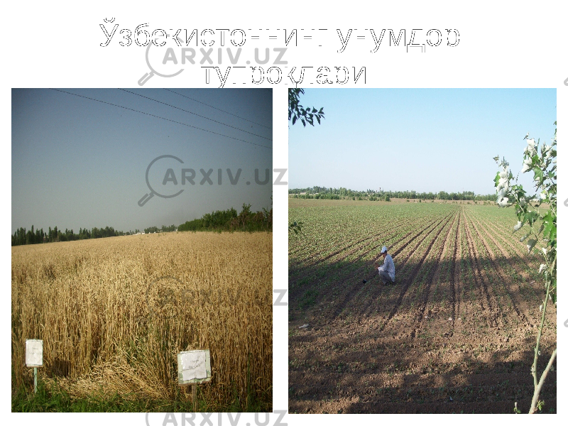 Ўзбекистоннинг унумдор тупроқлари 