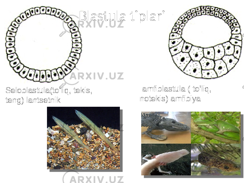 Blastula tiplari Seloblastula(toʼliq, tekis, teng) lantsetnik amfiblastula ( toʼliq, notekis) amfibiya 