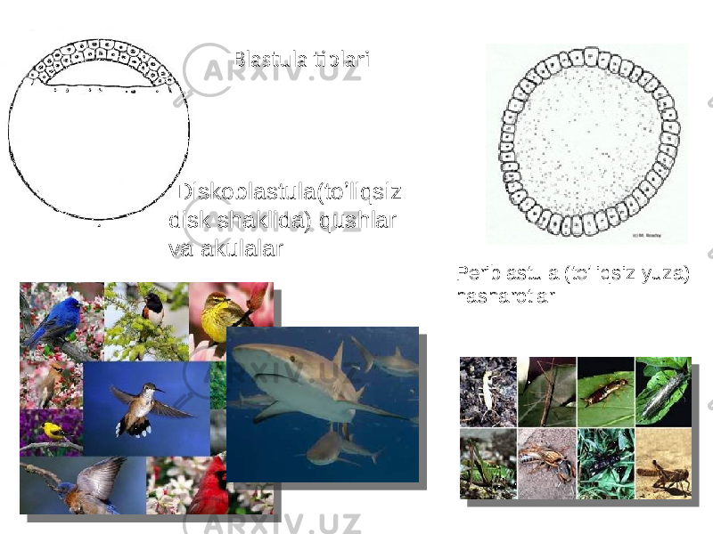 Blastula tiplari Diskoblastula(toʼliqsiz disk shaklida) qushlar va akulalar Periblastula (toʼliqsiz yuza) hasharotlar 