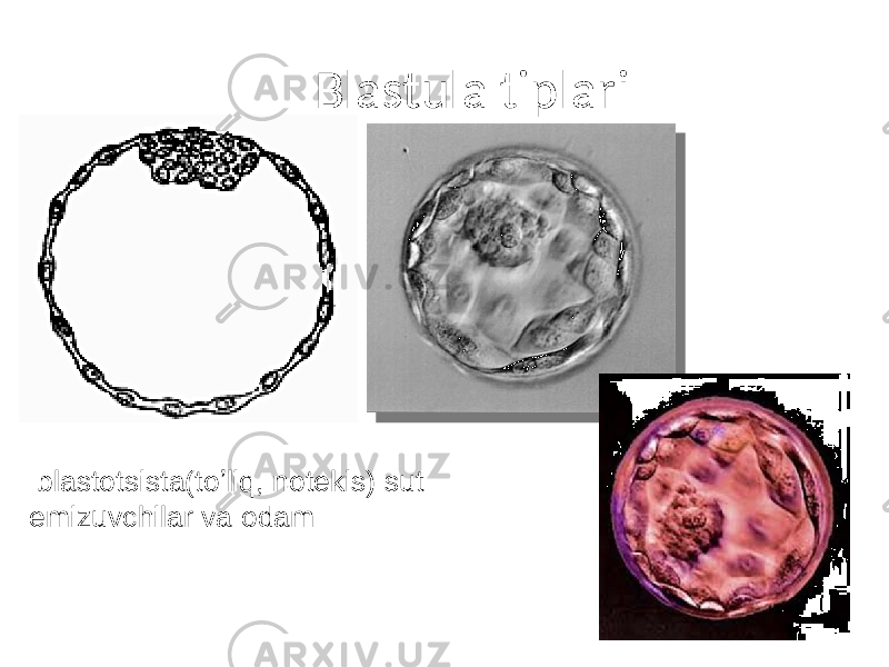  Blastula tiplari blastotsista(toʼliq, notekis) sut emizuvchilar va odam 
