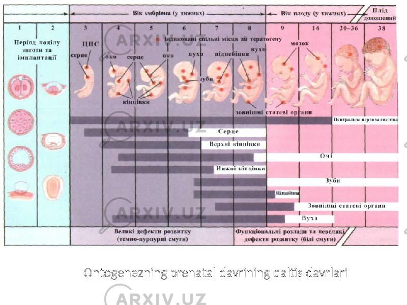 Ontogenezning prenatal davrining qaltis davrlari 