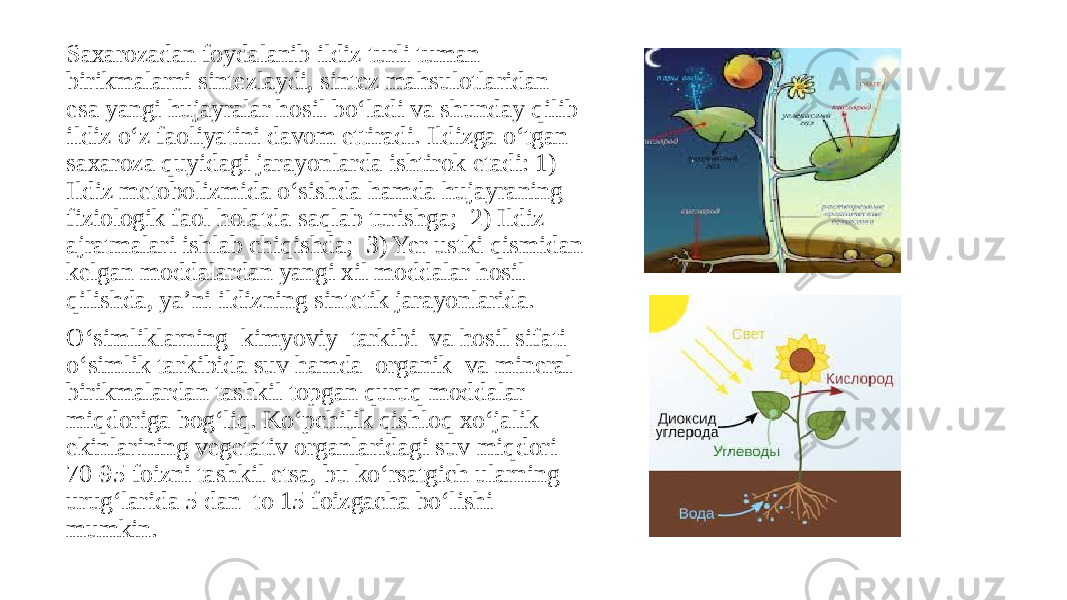 Saxarozadan foydalanib ildiz turli tuman birikmalarni sintezlaydi, sintez mahsulotlaridan esa yangi hujayralar hosil bo‘ladi va shunday qilib ildiz o‘z faoliyatini davom ettiradi. Ildizga o‘tgan saxaroza quyidagi jarayonlarda ishtirok etadi: 1) Ildiz metobolizmida o‘sishda hamda hujayraning fiziologik faol holatda saqlab turishga; 2) Ildiz ajratmalari ishlab chiqishda; 3) Yer ustki qismidan kelgan moddalardan yangi xil moddalar hosil qilishda, ya’ni ildizning sintetik jarayonlarida. O‘simliklarning kimyoviy tarkibi va hosil sifati o‘simlik tarkibida suv hamda organik va mineral birikmalardan tashkil topgan quruq moddalar miqdoriga bog‘liq. Ko‘pchilik qishloq xo‘jalik ekinlarining vegetativ organlaridagi suv miqdori 70-95 foizni tashkil etsa, bu ko‘rsatgich ularning urug‘larida 5 dan to 15 foizgacha bo‘lishi mumkin. 