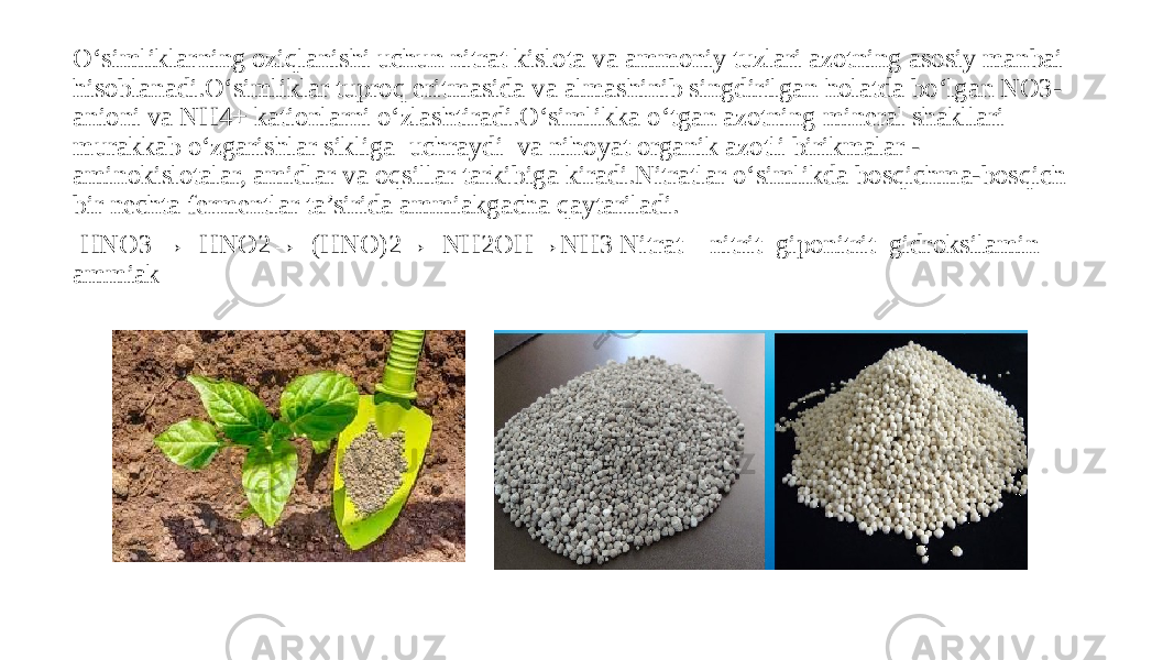 O‘simliklarning oziqlanishi uchun nitrat kislota va ammoniy tuzlari azotning asosiy manbai hisoblanadi.O‘simliklar tuproq eritmasida va almashinib singdirilgan holatda bo‘lgan NO3- anioni va NH4+ kationlarni o‘zlashtiradi.O‘simlikka o‘tgan azotning mineral shakllari murakkab o‘zgarishlar sikliga uchraydi va nihoyat organik azotli birikmalar - aminokislotalar, amidlar va oqsillar tarkibiga kiradi.Nitratlar o‘simlikda bosqichma-bosqich bir nechta fermentlar ta’sirida ammiakgacha qaytariladi. HNO3 → HNO2→ (HNO)2→ NH2OH→NH3 Nitrat nitrit giponitrit gidroksilamin ammiak 