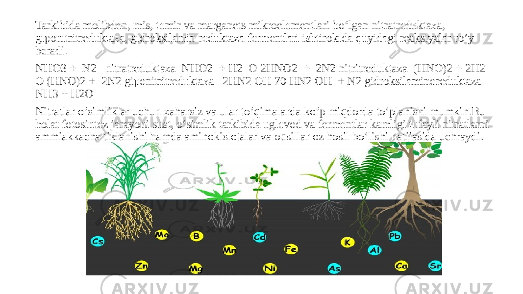 Tarkibida molibden, mis, temir va marganets mikroelementlari bo‘lgan nitratreduktaza, giponitritreduktaza, gidroksilamin reduktaza fermentlari ishtirokida quyidagi reaksiyalar ro‘y beradi. NHO3 + N2 nitratreduktaza NHO2 + H2 O 2HNO2 + 2N2 nitritreduktaza (HNO)2 + 2H2 O (HNO)2 + 2N2 giponitritreduktaza 2HN2 OH 70 HN2 OH + N2 gidroksilaminoreduktaza NH3 + H2O Nitratlar o‘simliklar uchun zaharsiz va ular to‘qimalarda ko‘p miqdorda to‘planishi mumkin.Bu holat fotosintez jarayoni sust, o‘simlik tarkibida uglevod va fermentlar kamligi tufayli nitratlarni ammiakkacha tiklanishi hamda aminokislotalar va oqsillar oz hosil bo‘lishi natijasida uchraydi. 
