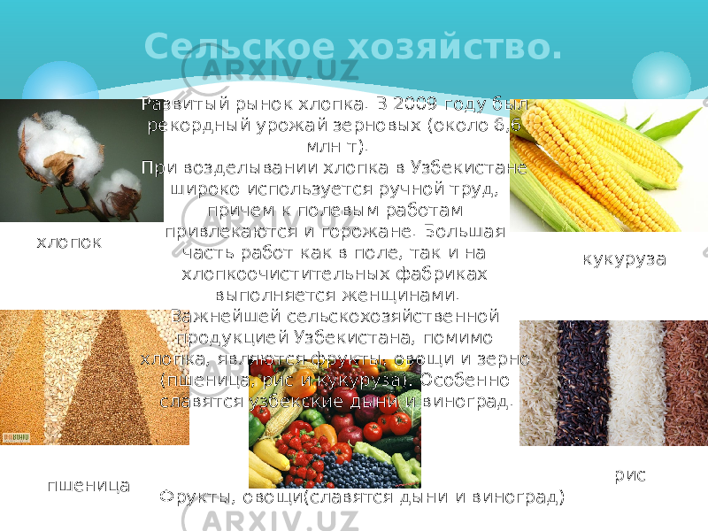 Сельское хозяйство. хлопок пшеница рис Фрукты, овощи(славятся дыни и виноград) кукурузаРазвитый рынок хлопка. В 2009 году был рекордный урожай зерновых (около 6,6 млн т). При возделывании хлопка в Узбекистане широко используется ручной труд, причем к полевым работам привлекаются и горожане. Большая часть работ как в поле, так и на хлопкоочистительных фабриках выполняется женщинами. Важнейшей сельскохозяйственной продукцией Узбекистана, помимо хлопка, являются фрукты, овощи и зерно (пшеница, рис и кукуруза). Особенно славятся узбекские дыни и виноград. 