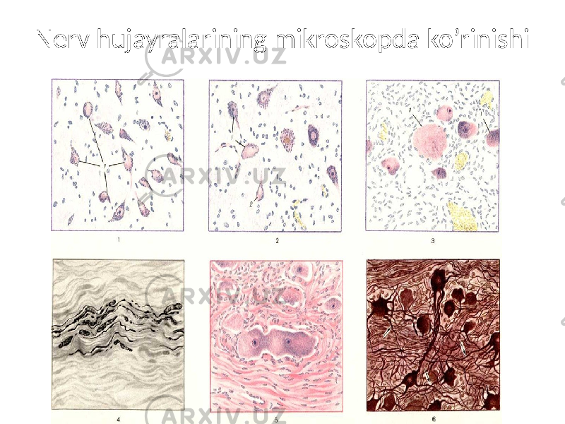 Nerv hujayralarining mikroskopda ko’rinishi 