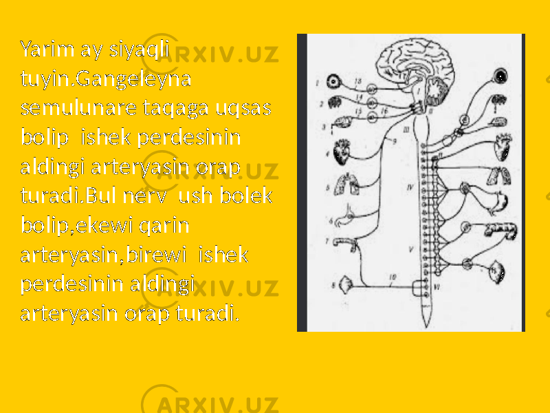 Yarim ay siyaqli tuyin.Gangeleyna semulunare taqaga uqsas bolip ishek perdesinin aldingi arteryasin orap turadi.Bul nerv ush bolek bolip,ekewi qarin arteryasin,birewi ishek perdesinin aldingi arteryasin orap turadi. 