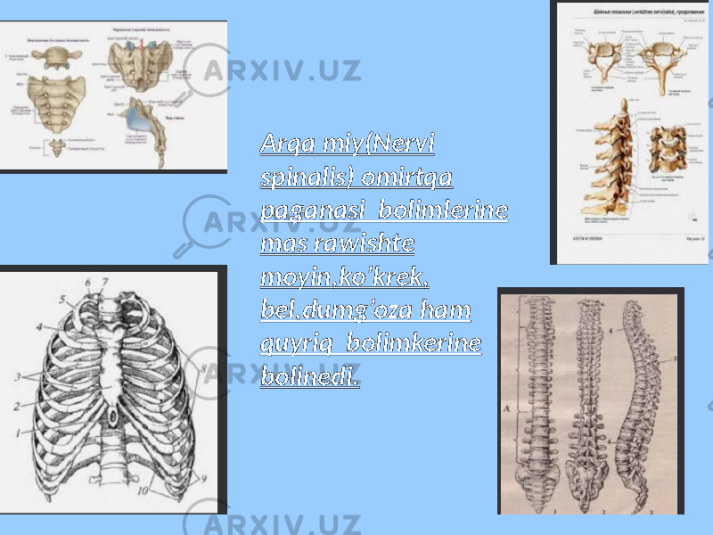 Arqa miy(Nervi spinalis) omirtqa paganasi bolimlerine mas rawishte moyin,ko’krek, bel,dumg’oza ham quyriq bolimkerine bolinedi. 