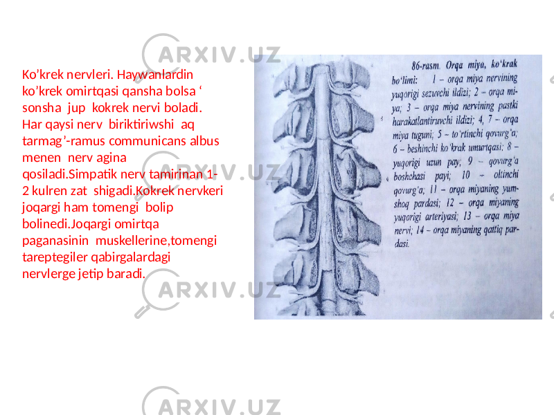 Ko’krek nervleri. Haywanlardin ko’krek omirtqasi qansha bolsa ‘ sonsha jup kokrek nervi boladi. Har qaysi nerv biriktiriwshi aq tarmag’-ramus communicans albus menen nerv agina qosiladi.Simpatik nerv tamirinan 1- 2 kulren zat shigadi.Kokrek nervkeri joqargi ham tomengi bolip bolinedi.Joqargi omirtqa paganasinin muskellerine,tomengi tareptegiler qabirgalardagi nervlerge jetip baradi. 