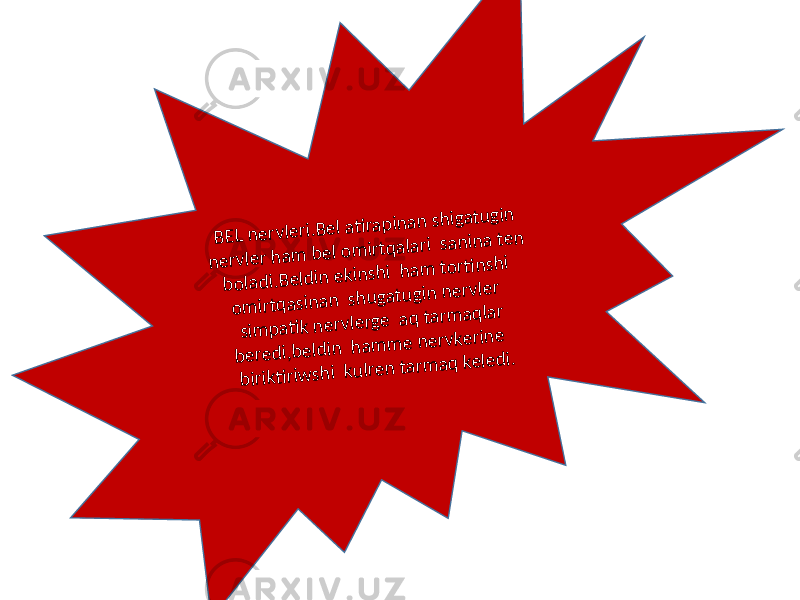 BEL nervleri.Bel ati rapinan shigatugin nervler ham bel om irtqalari sanina ten boladi.Beldin ekinshi ham torti nshi om irtqasinan shugatugin nervler sim pati k nervlerge aq tarm aqlar beredi,beldin ham m e nervkerine birikti riw shi kulren tarm aq keledi. 