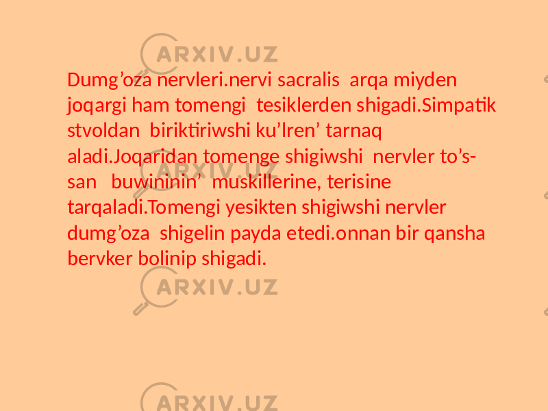 Dumg’oza nervleri.nervi sacralis arqa miyden joqargi ham tomengi tesiklerden shigadi.Simpatik stvoldan biriktiriwshi ku’lren’ tarnaq aladi.Joqaridan tomenge shigiwshi nervler to’s- san buwininin’ muskillerine, terisine tarqaladi.Tomengi yesikten shigiwshi nervler dumg’oza shigelin payda etedi.onnan bir qansha bervker bolinip shigadi. 