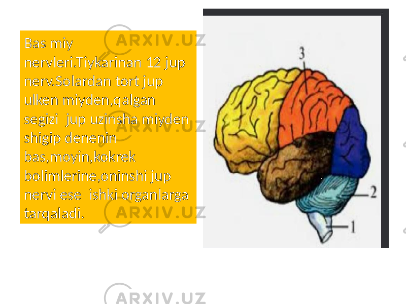 Bas miy nervleri.Tiykarinan 12 jup nerv.Solardan tort jup ulken miyden,qalgan segizi jup uzinsha miyden shigip denenin bas,moyin,kokrek bolimlerine,oninshi jup nervi ese ishki organlarga tarqaladi. 